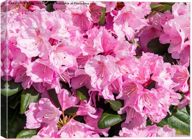  Pink Rhododendron Scintillation Canvas Print by Peter Jordan