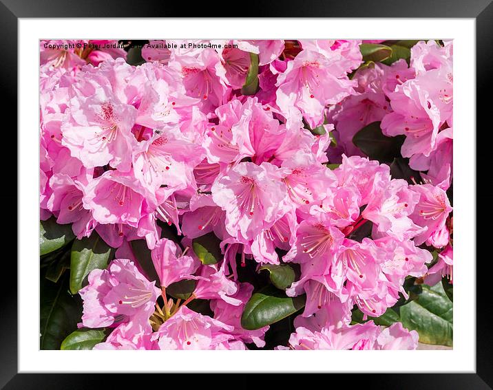  Pink Rhododendron Scintillation Framed Mounted Print by Peter Jordan