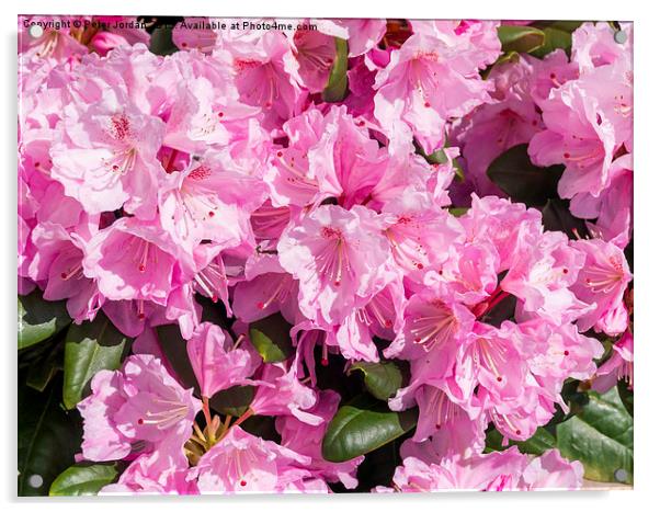  Pink Rhododendron Scintillation Acrylic by Peter Jordan