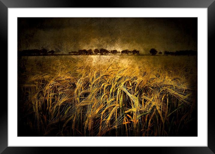 Wheat  Framed Mounted Print by Svetlana Sewell
