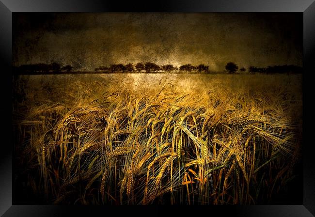  Wheat  Framed Print by Svetlana Sewell