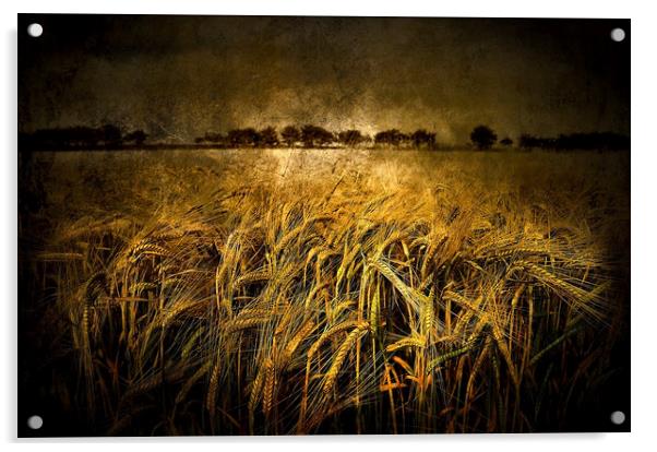  Wheat  Acrylic by Svetlana Sewell