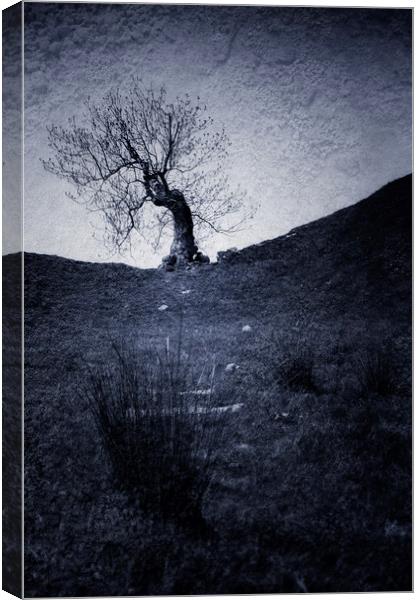  Mystery Tree Canvas Print by Svetlana Sewell