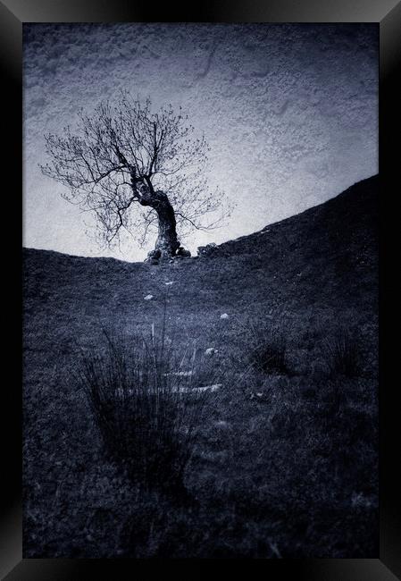  Mystery Tree Framed Print by Svetlana Sewell