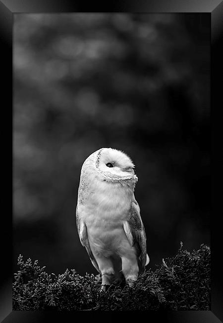  Barn Owl Looking Framed Print by Adam Payne