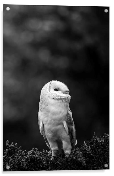  Barn Owl Looking Acrylic by Adam Payne