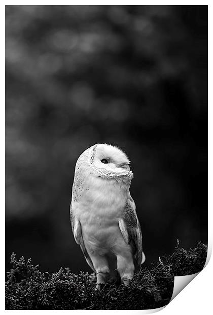  Barn Owl Looking Print by Adam Payne