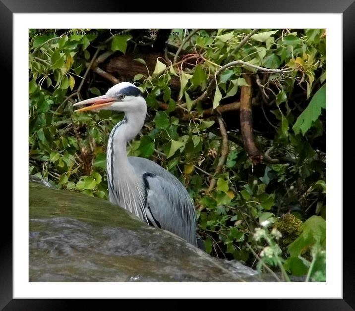 Heron on weir Framed Mounted Print by Claire Merchant