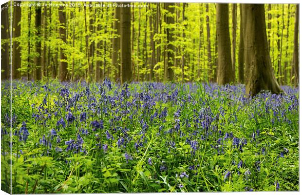 bluebell wood Canvas Print by Jo Beerens