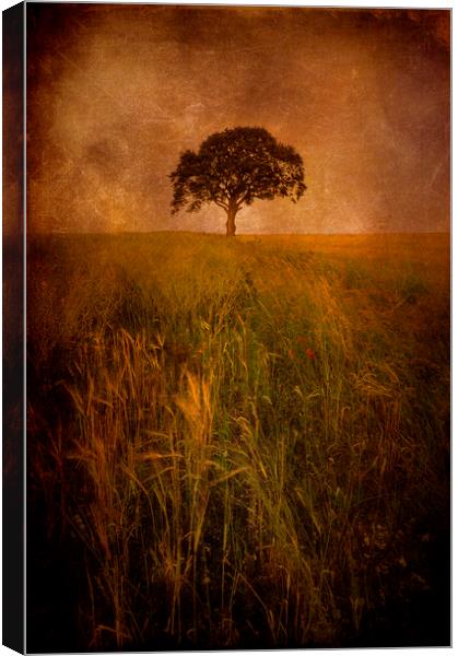  Lonely Tree Canvas Print by Svetlana Sewell