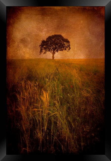  Lonely Tree Framed Print by Svetlana Sewell