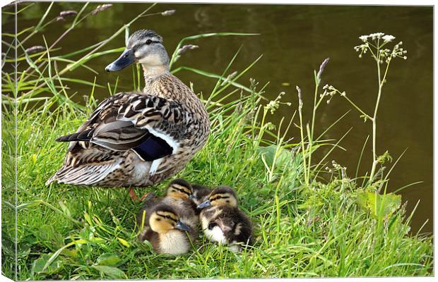 Mother and Ducklings Canvas Print by Gary Kenyon