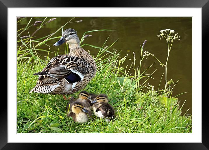 Mother and Ducklings Framed Mounted Print by Gary Kenyon