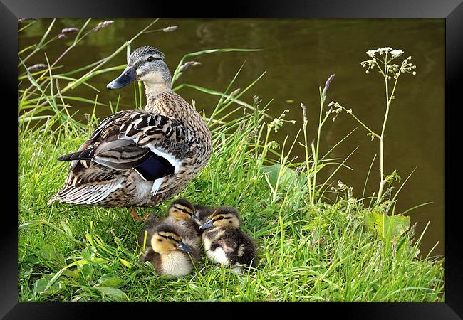 Mother and Ducklings Framed Print by Gary Kenyon