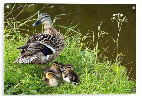 Mother and Ducklings Acrylic by Gary Kenyon