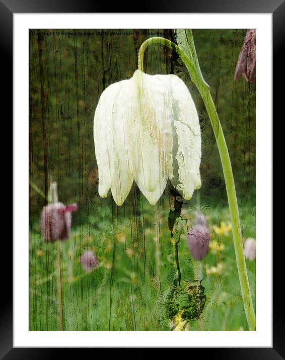  Fritillaria flower on wood Framed Mounted Print by Robert Gipson