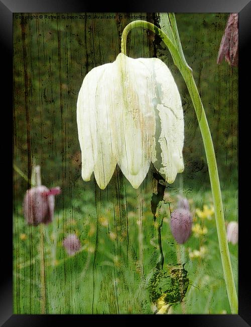  Fritillaria flower on wood Framed Print by Robert Gipson