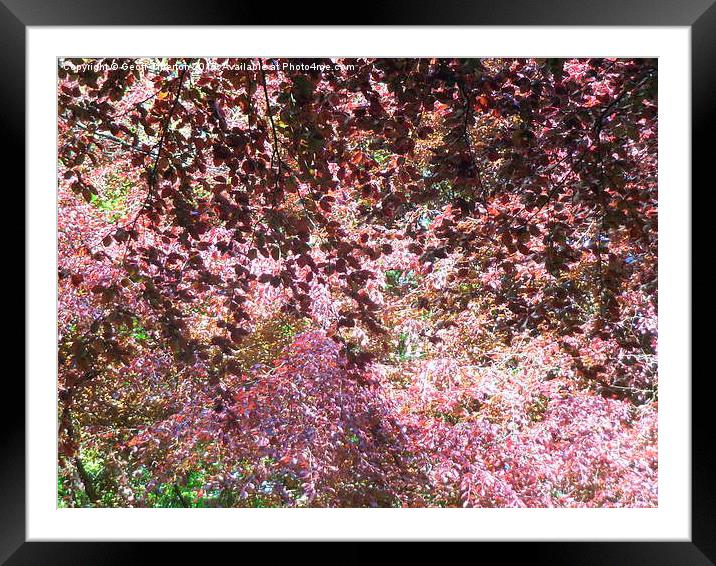 Springtime in Saundersfoot  Framed Mounted Print by Geoff Titterton
