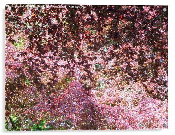 Springtime in Saundersfoot  Acrylic by Geoff Titterton