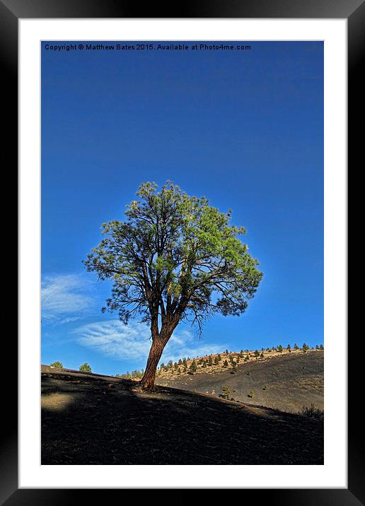 Sunset Crater Volcano tree Framed Mounted Print by Matthew Bates