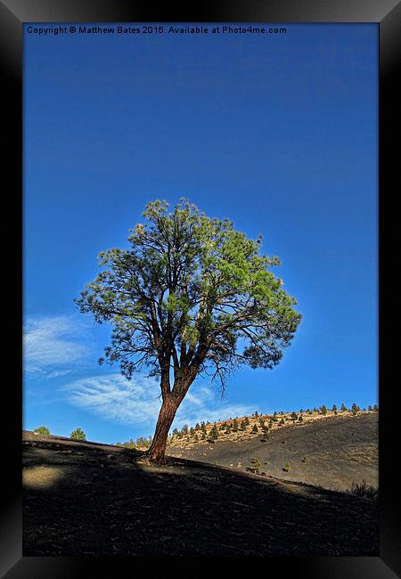 Sunset Crater Volcano tree Framed Print by Matthew Bates