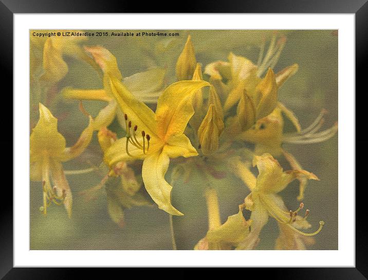A Dance of Flowers  Framed Mounted Print by LIZ Alderdice