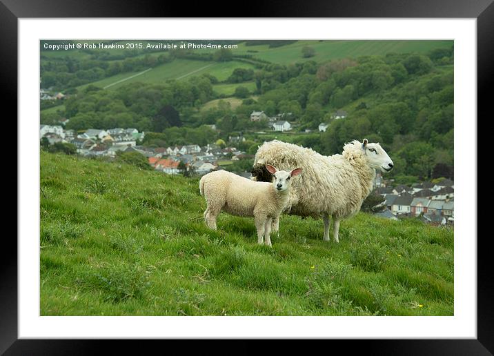  Coombe Martin Sheep  Framed Mounted Print by Rob Hawkins