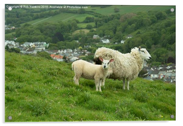 Coombe Martin Sheep  Acrylic by Rob Hawkins