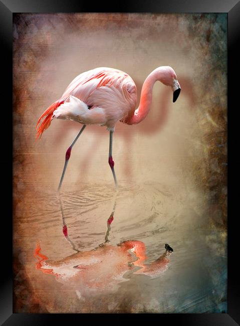 flamingo Framed Print by Svetlana Sewell