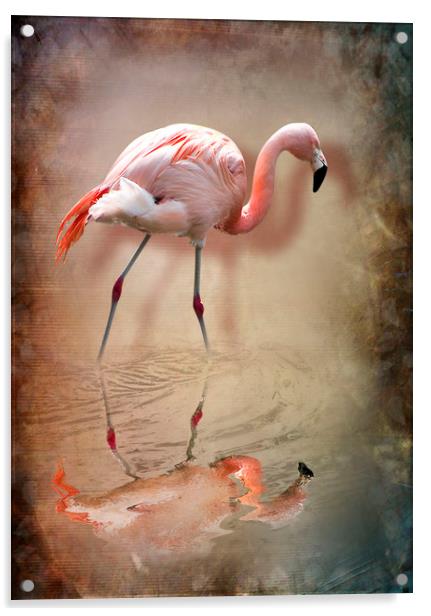 flamingo Acrylic by Svetlana Sewell