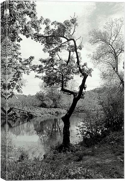  The Crooked Tree Canvas Print by Bill Lighterness