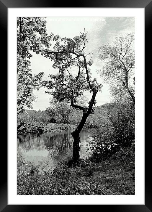  The Crooked Tree Framed Mounted Print by Bill Lighterness