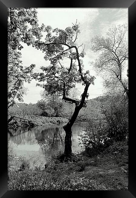  The Crooked Tree Framed Print by Bill Lighterness