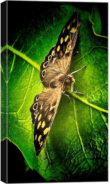  Woodland Butterfly Canvas Print by Carmel Fiorentini