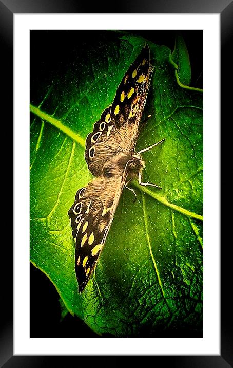  Woodland Butterfly Framed Mounted Print by Carmel Fiorentini