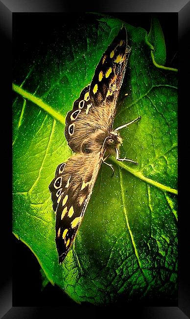  Woodland Butterfly Framed Print by Carmel Fiorentini