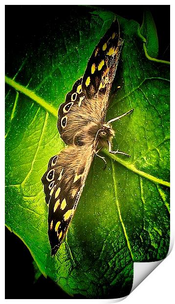  Woodland Butterfly Print by Carmel Fiorentini