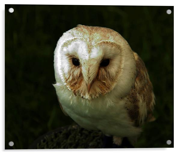 Barn Owl  Acrylic by Ros Ambrose