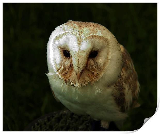 Barn Owl  Print by Ros Ambrose