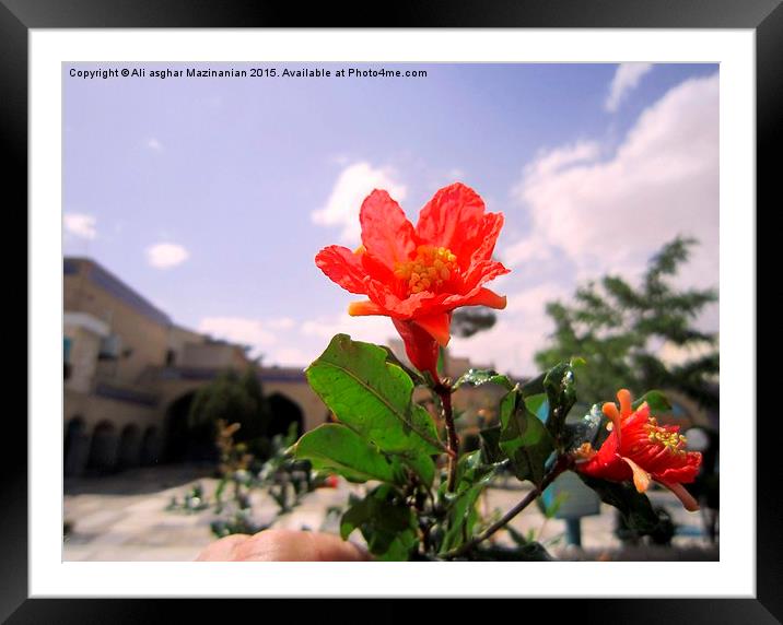  A nice flower in the yard, Framed Mounted Print by Ali asghar Mazinanian
