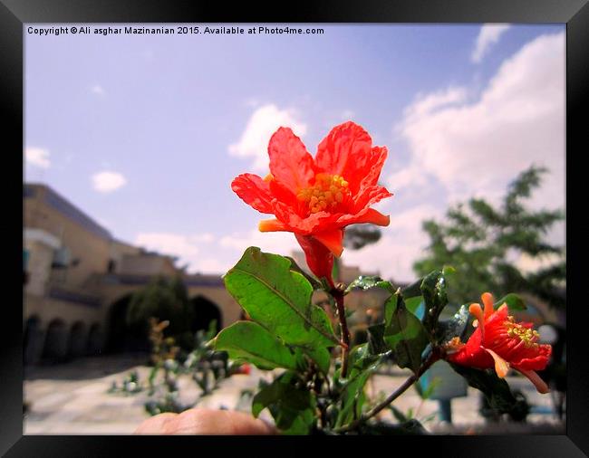  A nice flower in the yard, Framed Print by Ali asghar Mazinanian
