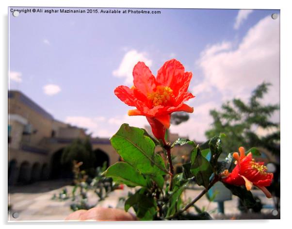  A nice flower in the yard, Acrylic by Ali asghar Mazinanian