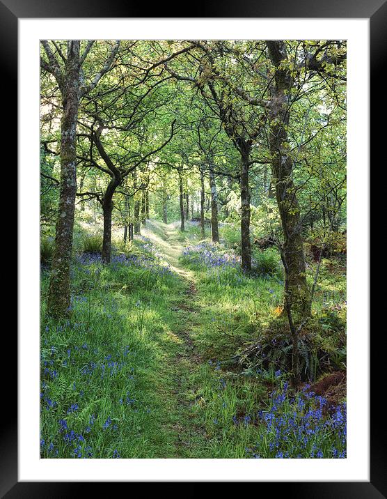  Path in the woods Framed Mounted Print by Rory Trappe