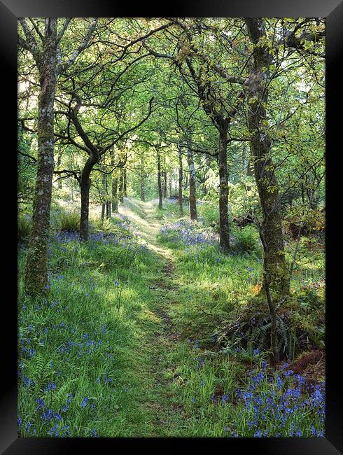  Path in the woods Framed Print by Rory Trappe