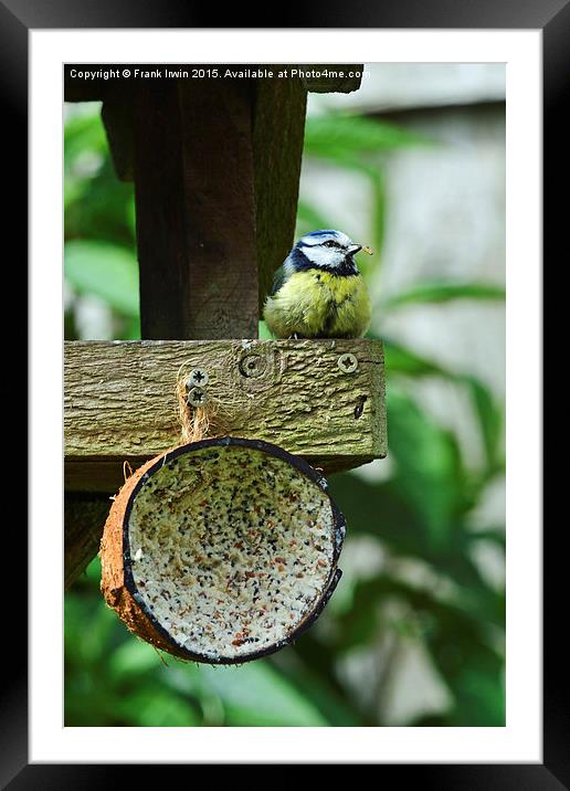  Blue Tit's dinner time Framed Mounted Print by Frank Irwin