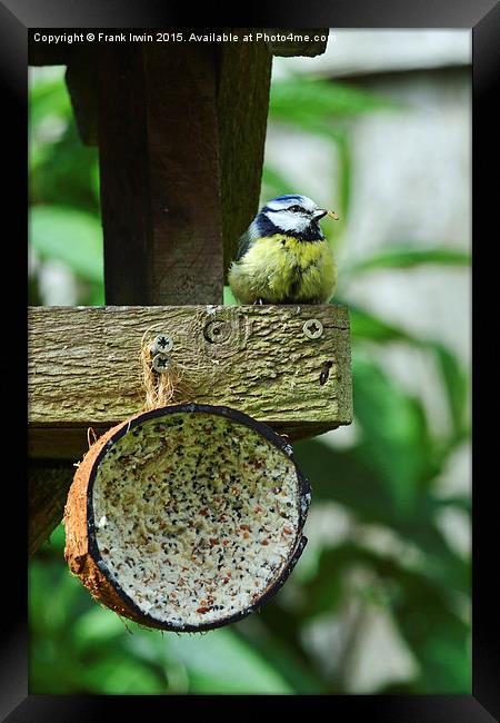  Blue Tit's dinner time Framed Print by Frank Irwin