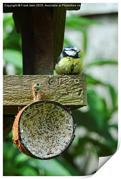  Blue Tit's dinner time Print by Frank Irwin