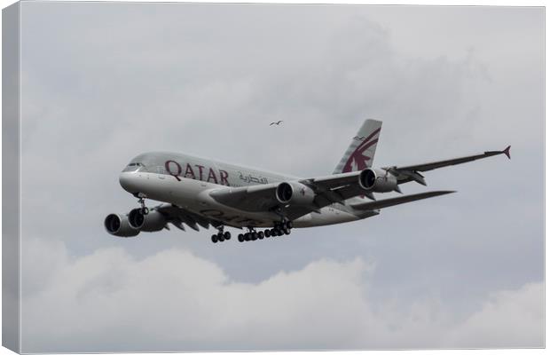 Qatar Airlines Airbus And Seagull Escort Canvas Print by David Pyatt