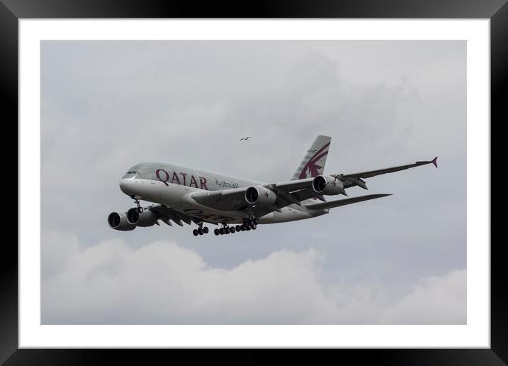Qatar Airlines Airbus And Seagull Escort Framed Mounted Print by David Pyatt