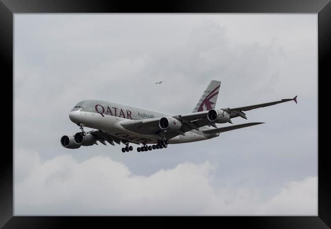 Qatar Airlines Airbus And Seagull Escort Framed Print by David Pyatt